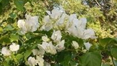 Environmental Friendly